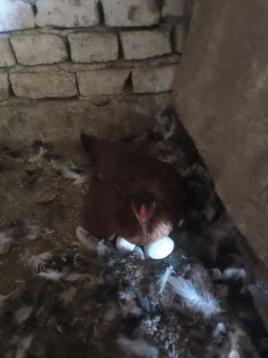 Курк товук сотилади