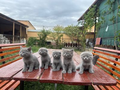 Продам котят (Скоттиш фолд / Британская шиншилла блю)