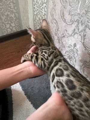 бенгал мушуклари