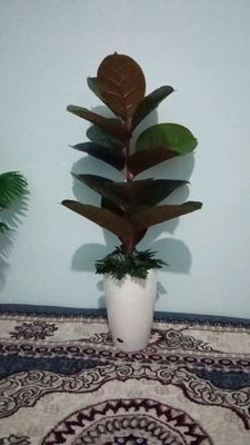 qora shagʻzoda suniy gul