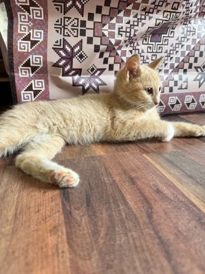 Отдается за символическую сумму котенок