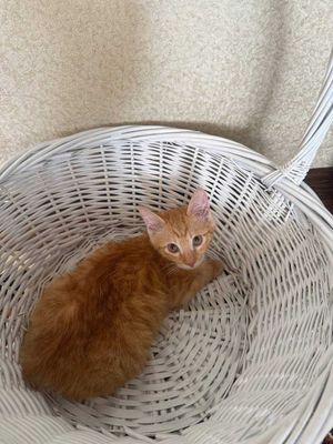Рыжий котёнок ищет хозяина