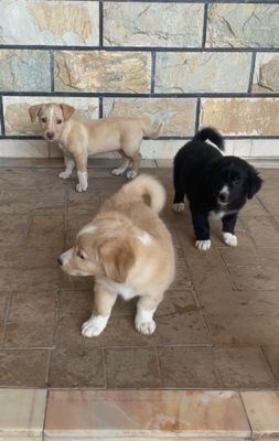 Damashni mayda karlikviy kuchukchalar 2 ta oʻgil 1 ta qiz