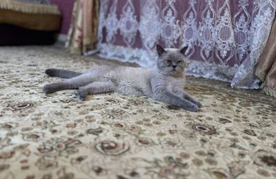Продам кота в добрые руки