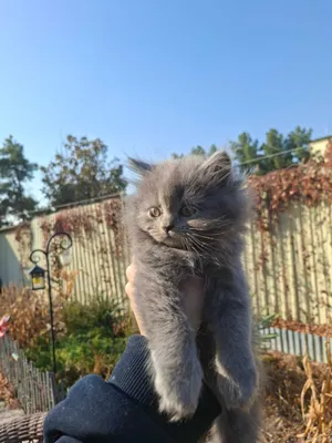 Котята есть мальчики и девочки