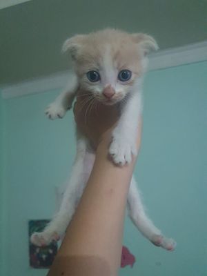 Продаются котята