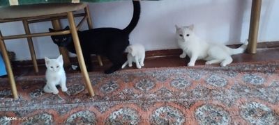 Као мани продяются котята