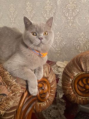 Британ мушук лоток хамма нарсаси бор