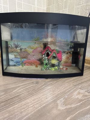 Akvarium baliq uchun