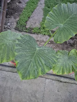 Продаю арма цветы