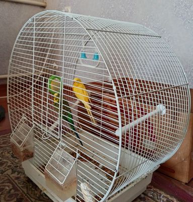 Австралийские волнистые попугайчики