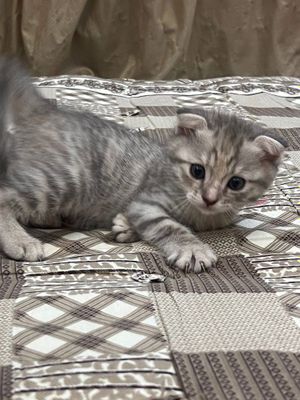 Котята от правильной вязки