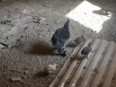 Товук сотилади жужалари билан 3та