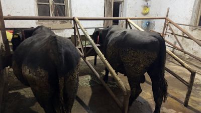 Aberdin Angus altayski
