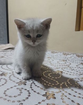 shinshilla