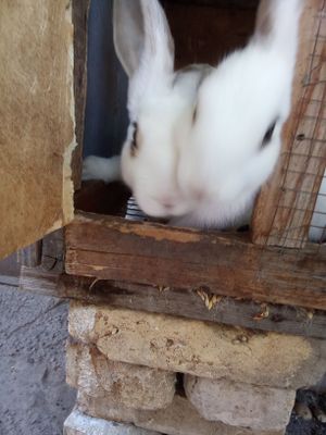 Продаются кролики домашние ручные