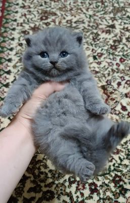 Котенок скотиш страйт