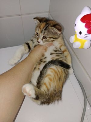 Котёнок с мамой вместе в одну семью.