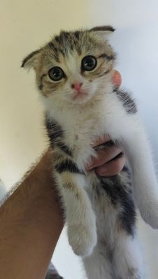 Mushuk bolasi sotoladi parodali
