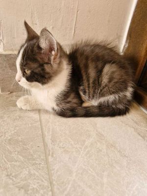 Котенок в добрые руки