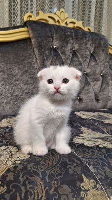 Котята (шотландский вислоухий)