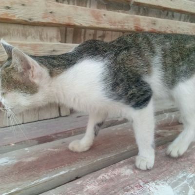 Ajoyib mushuk u endigina 6 oylik