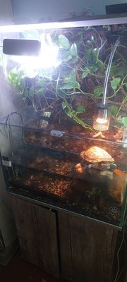 Terarium sotiladi