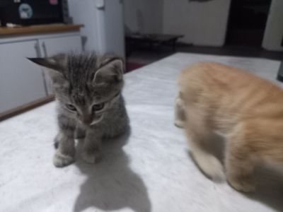 Mushuk bolalari 2 oyli