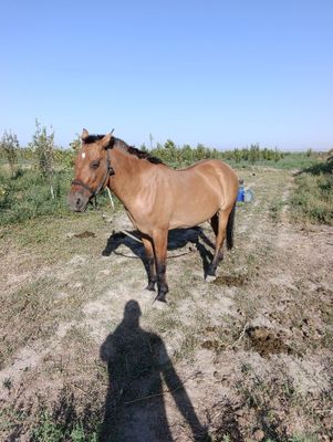 От. Кораёл. 4 йош