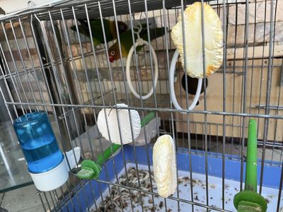 Popugay qush srochna sotiladi