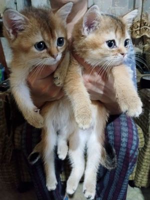 Продаются британские золотые шиншилы котята