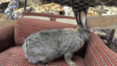 Продаются кролики полувеликаны Куйонлар сотилади