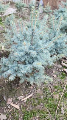 Colorado spruce голубая ель из Европы роскошная люкс арча ел yel archa