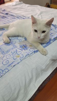 Котёнок белый 3 м