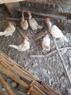 Damashniy tovuqlar