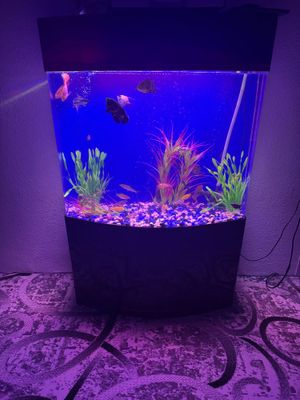 Akriloviy akvarium. Srochna