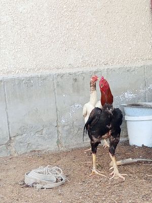 Zoti toz 1par sotiladi