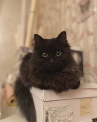 Нибелунг кот очень редкогого