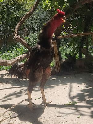 Dakan xoʻrozlar sotiladi