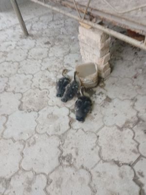 Сотилади индиу́тка жужалари 3дона