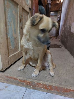 Пристройство собаки