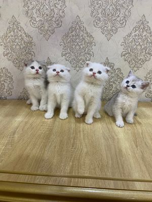 Skottish fold cats