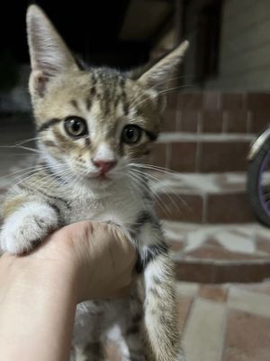 3 котенка домашних!