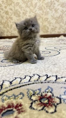 Шикарные Бритнские чистокровные котята