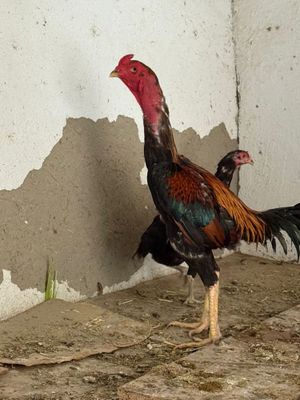 Dakang kulangi xorozlar va dakang tuxumlari