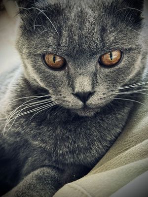 Шотладнская вислоухая ( Скотиш Фолд )