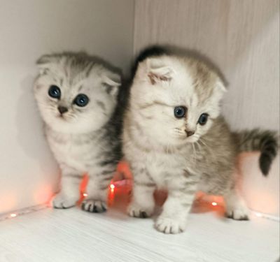 Серебристые шиншиллы