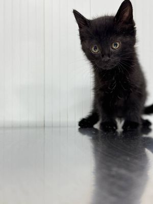 котята в хорошие руки
