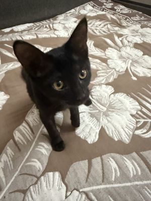 Котенок девочка отдам даром
