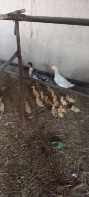 Goz, urdak kulangilar sotiladi kelishgan arzon narxlarda